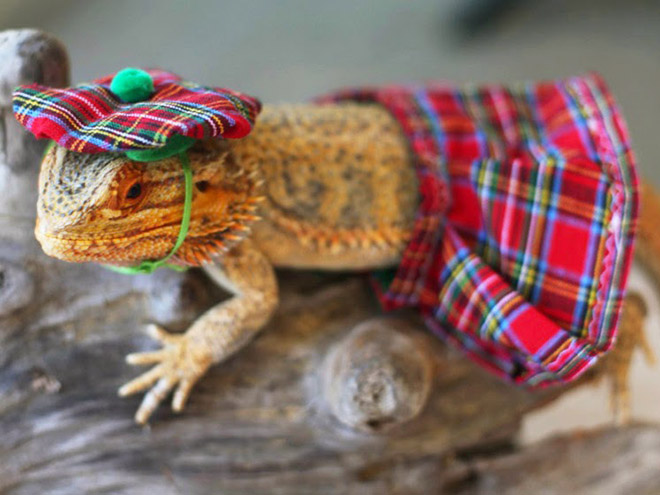 Pet lizard in a funny costume.