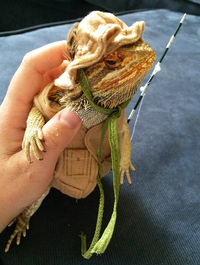 Pet lizard in a funny costume.