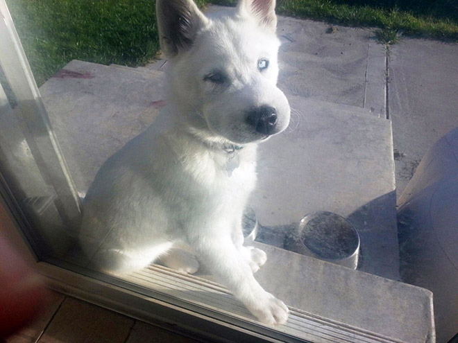 This poor dog tried to eat a bee.