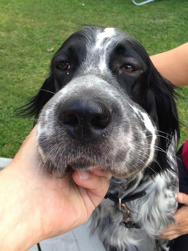 This poor dog tried to eat a bee.