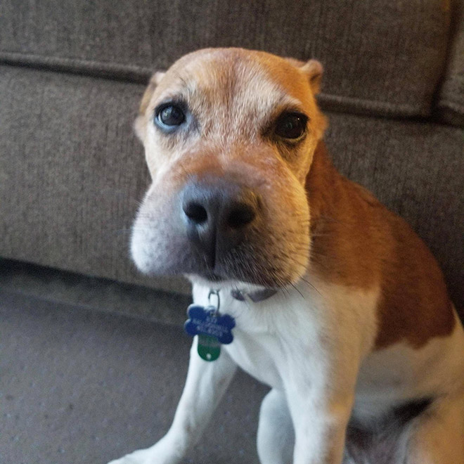 This poor dog tried to eat a bee.