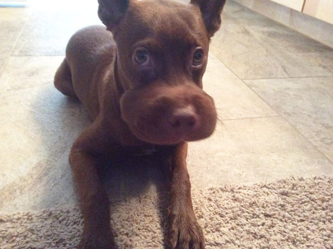 This poor dog tried to eat a bee.