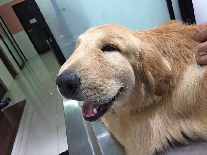 This poor dog tried to eat a bee.