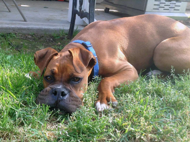 This poor dog tried to eat a bee.