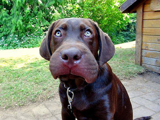 This poor dog tried to eat a bee.