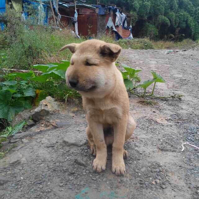 This poor dog tried to eat a bee.