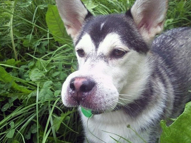 This poor dog tried to eat a bee.