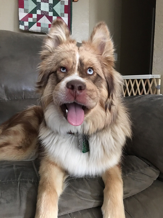 This poor dog tried to eat a bee.