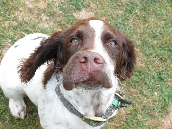 This poor dog tried to eat a bee.