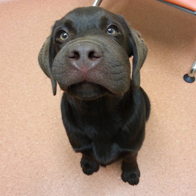 This poor dog tried to eat a bee.