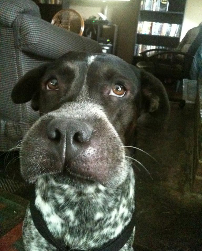 This poor dog tried to eat a bee.