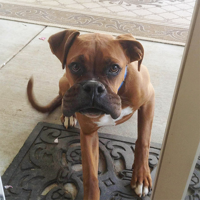 This poor dog tried to eat a bee.