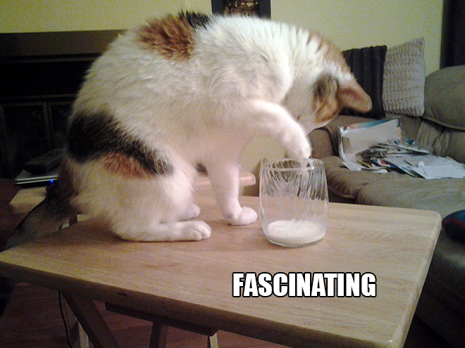 Cat scientist in action.