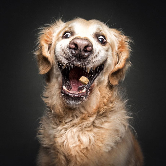 Funny expression of a dog trying to catch a treat.