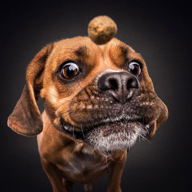 Funny expression of a dog trying to catch a treat.