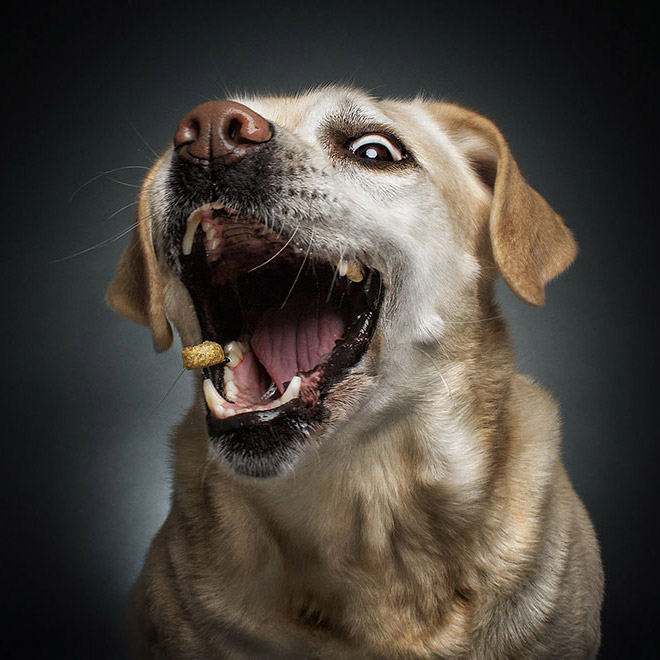 Funny expression of a dog trying to catch a treat.