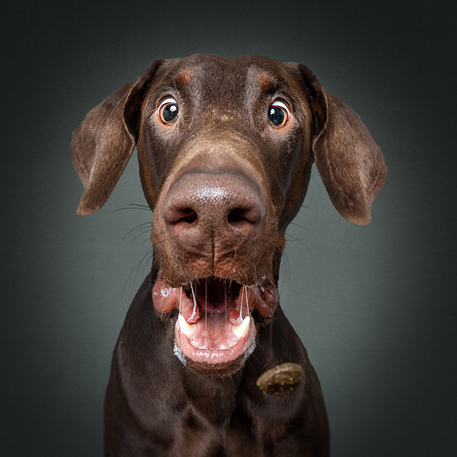 Funny expression of a dog trying to catch a treat.