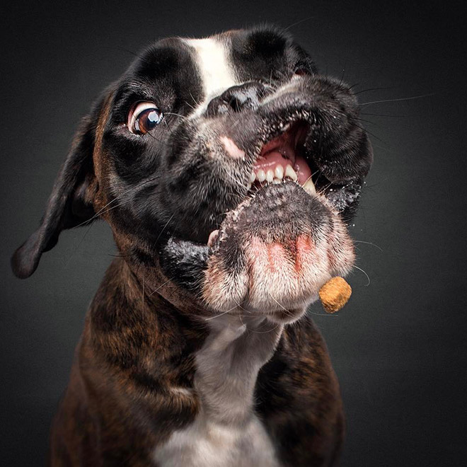 Funny expression of a dog trying to catch a treat.