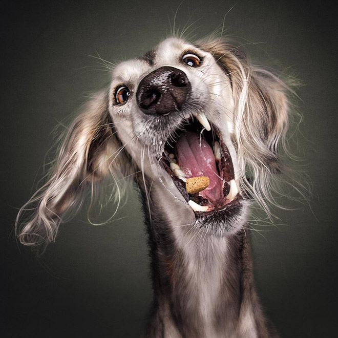 Funny expression of a dog trying to catch a treat.