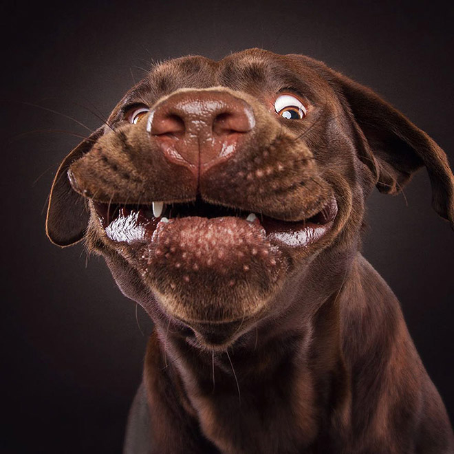 Funny expression of a dog trying to catch a treat.