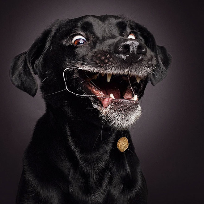 Funny expression of a dog trying to catch a treat.