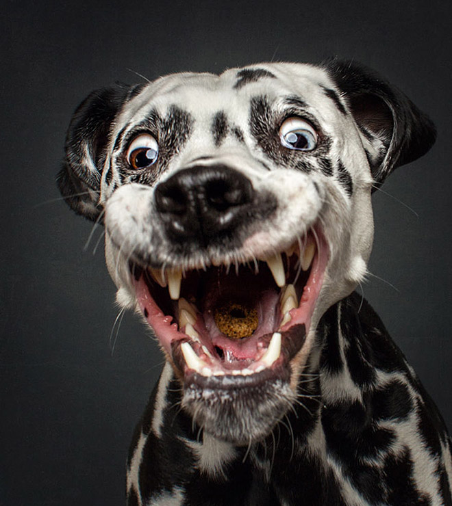 Funny expression of a dog trying to catch a treat.