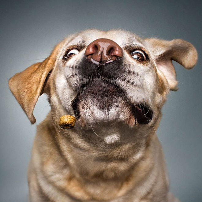 Funny expression of a dog trying to catch a treat.