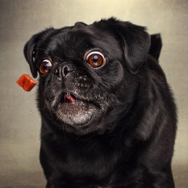 Funny expression of a dog trying to catch a treat.