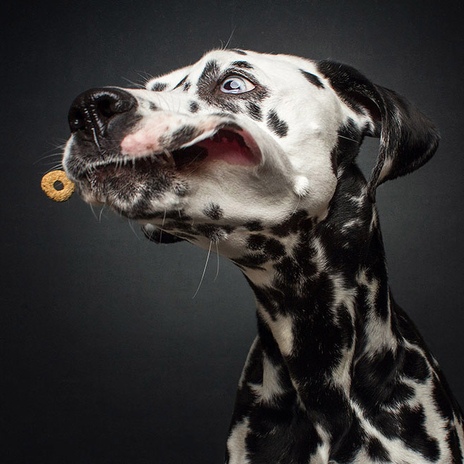 Funny expression of a dog trying to catch a treat.