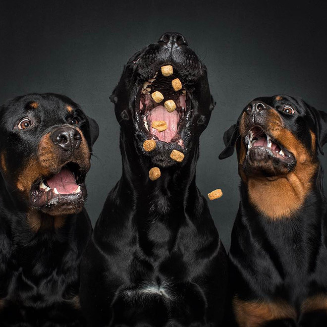 Funny expression of a dog trying to catch a treat.