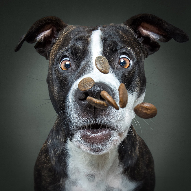 Funny expression of a dog trying to catch a treat.