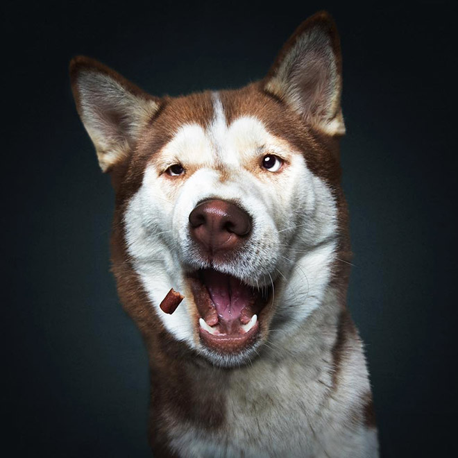 Funny expression of a dog trying to catch a treat.