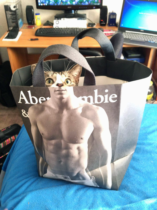 Hilarious cat in Abercrombie bag.