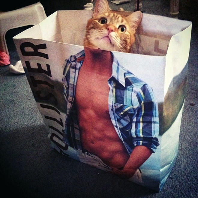 Hilarious cat in Abercrombie bag.