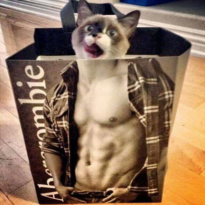 Hilarious cat in Abercrombie bag.