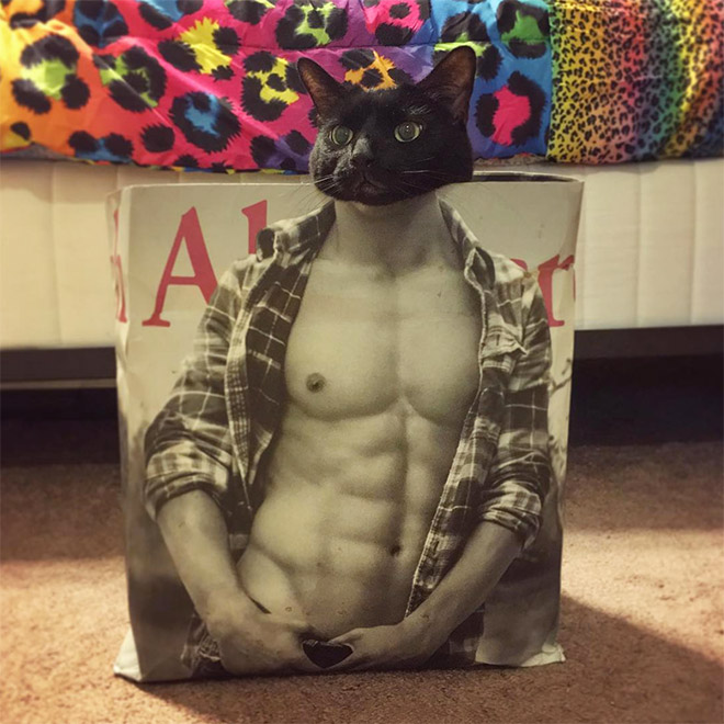 Hilarious cat in Abercrombie bag.