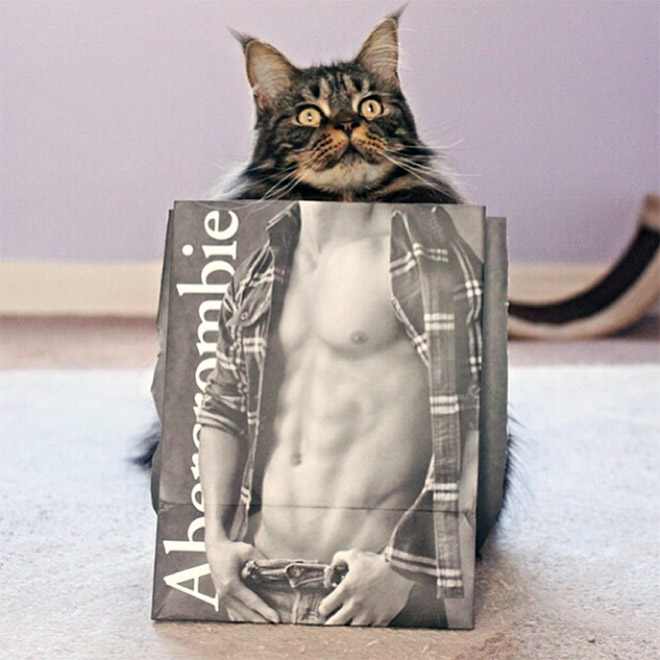 Hilarious cat in Abercrombie bag.