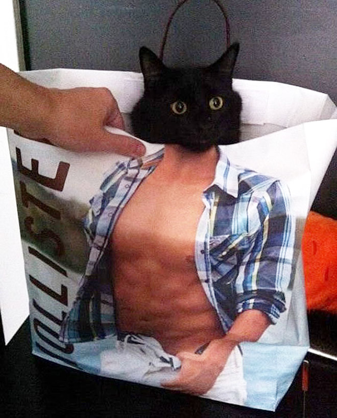 Hilarious cat in Abercrombie bag.