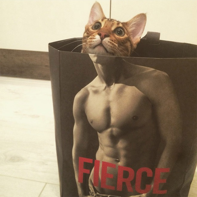 Hilarious cat in Abercrombie bag.