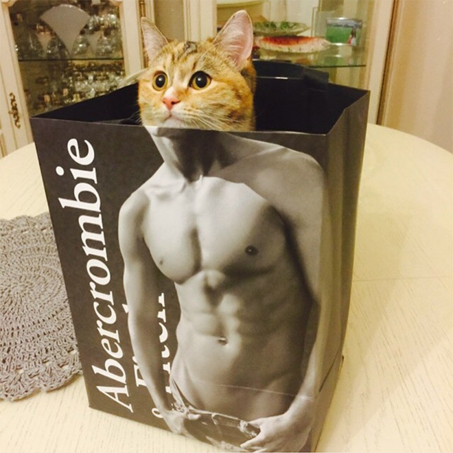 Hilarious cat in Abercrombie bag.