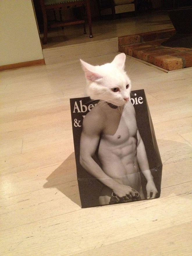 Hilarious cat in Abercrombie bag.