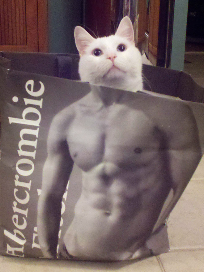 Hilarious cat in Abercrombie bag.