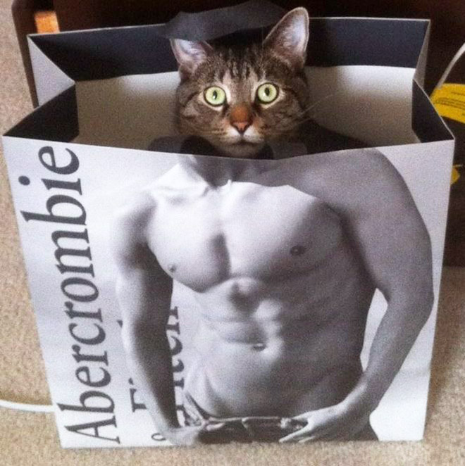 Hilarious cat in Abercrombie bag.