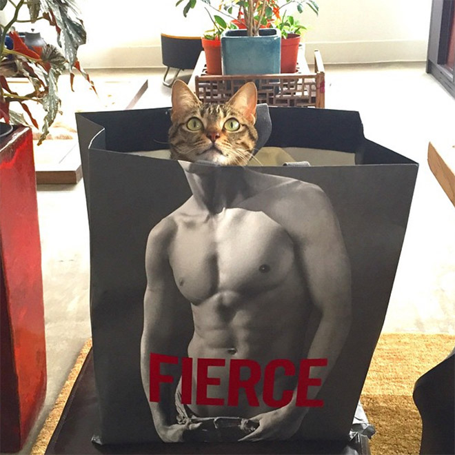 Hilarious cat in Abercrombie bag.