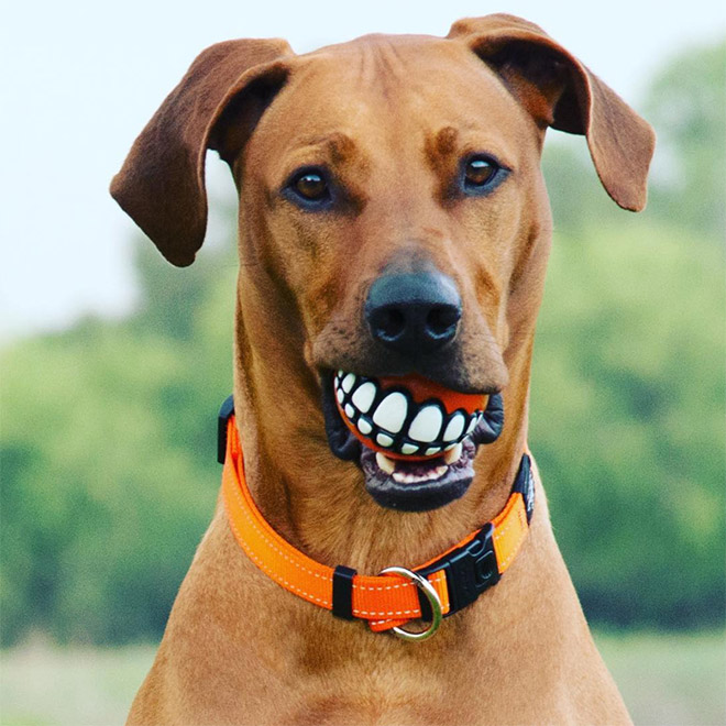 Teeth ball is the funniest dog toy ever.