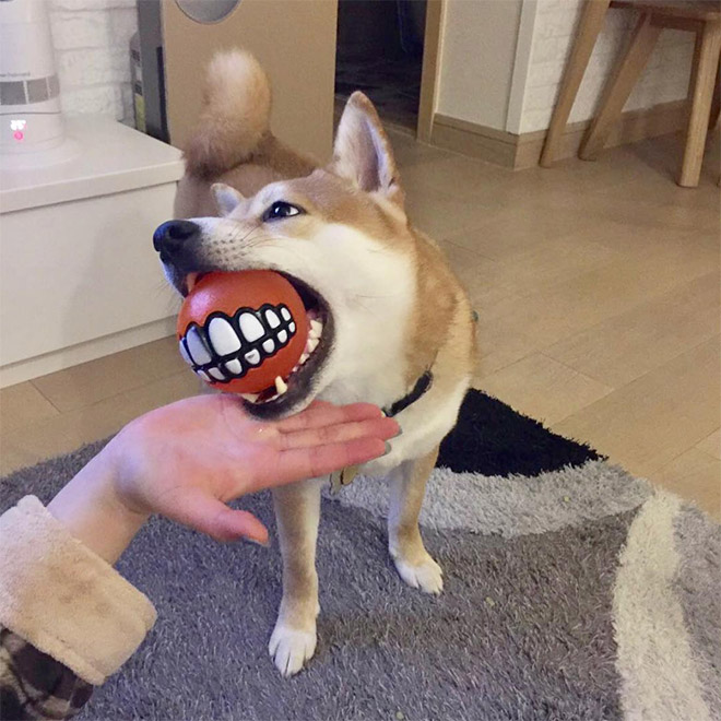 Teeth ball is the funniest dog toy ever.