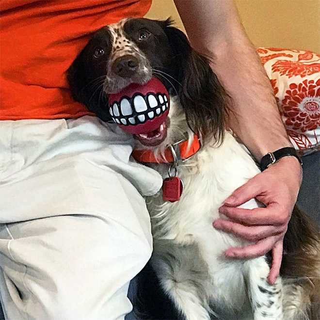 Teeth ball is the funniest dog toy ever.