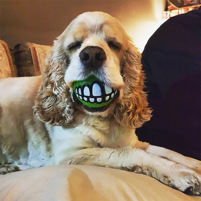 Teeth ball is the funniest dog toy ever.