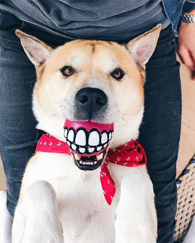 Teeth ball is the funniest dog toy ever.