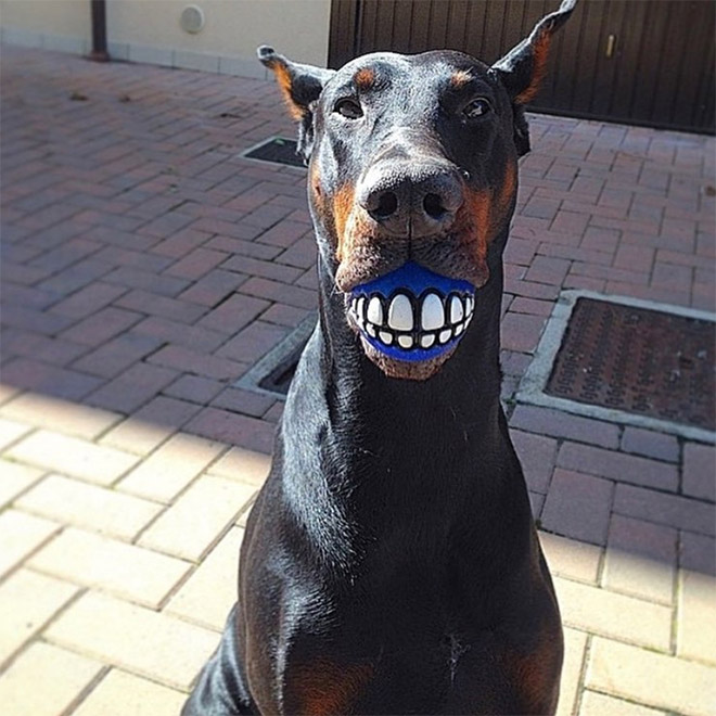 Teeth ball is the funniest dog toy ever.